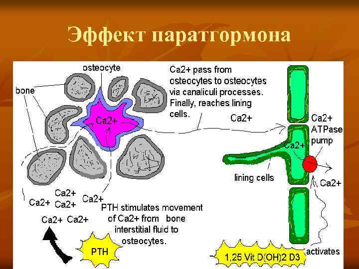 Эффект паратгормона 