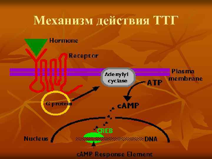 Механизм действия ТТГ 