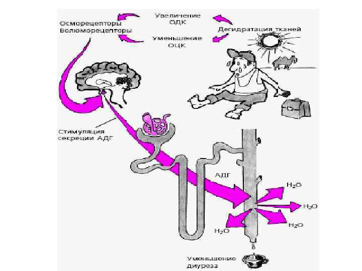 Схема регуляции водно солевого обмена в организме