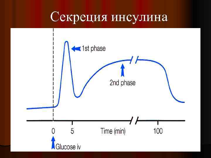 Инсулин внутренняя секреция