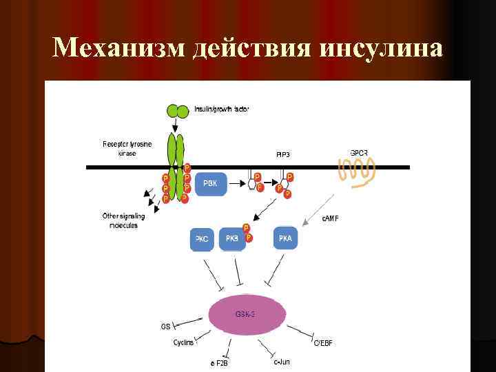 Участвует в синтезе инсулина. Схема действия инсулина биохимия. Механизм действия инсулина биохимия схема. Схема сигнального пути инсулина. Механизм действия инсулина схема.