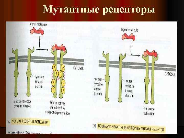 Мутантные рецепторы 