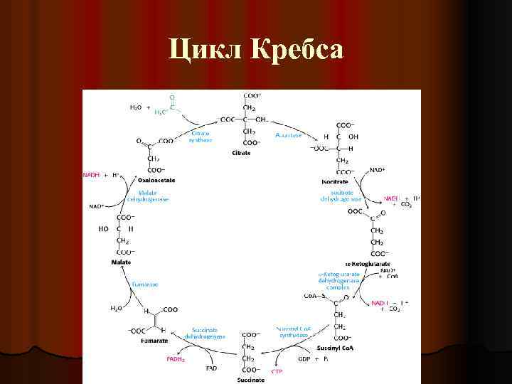 Нарисовать цикл кребса