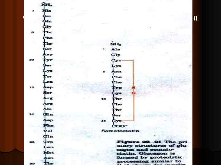 Структура глюкагона и соматостатина 