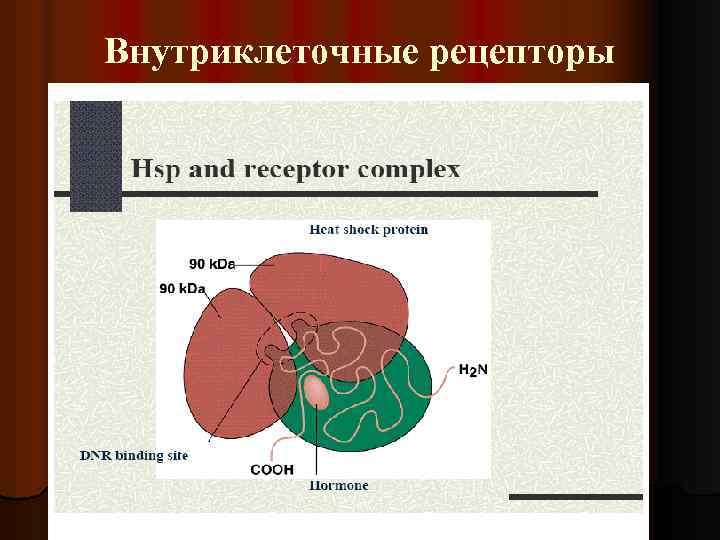 Внутриклеточные рецепторы 