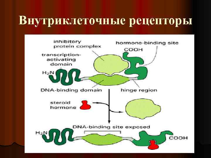 Внутриклеточные рецепторы 