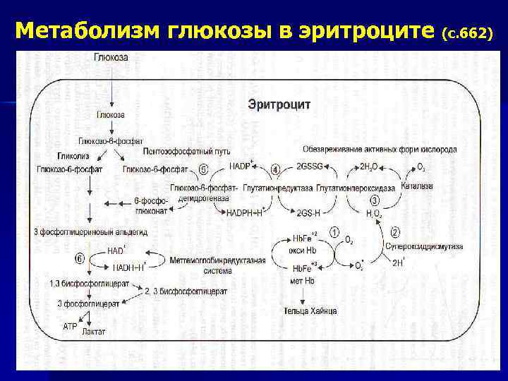 Образование глюкозы энергетический обмен