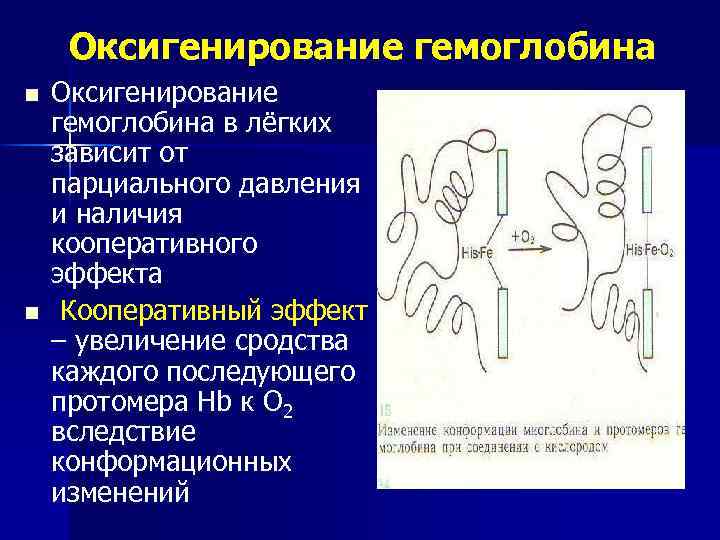 Кооперативные изменения конформации протомеров