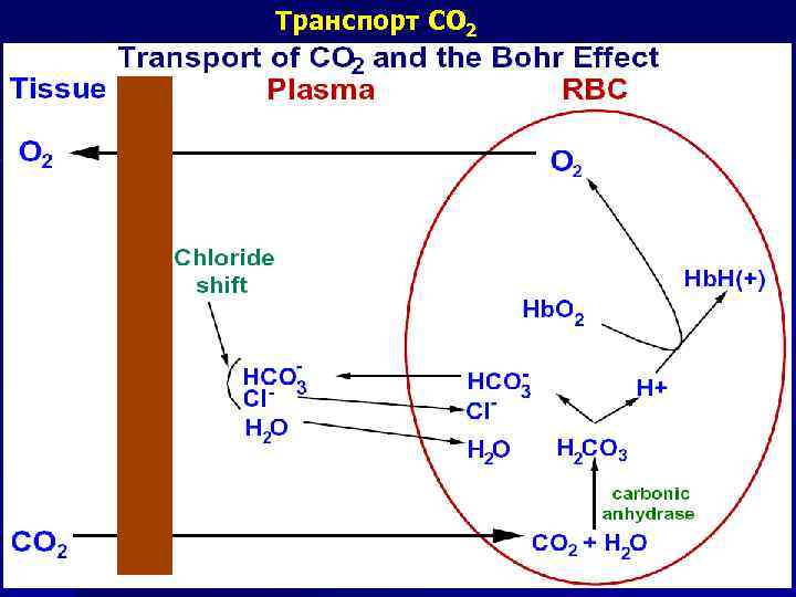 Транспорт СО 2 