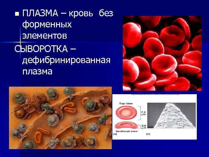 Самые многочисленные наиболее эластичные форменные элементы крови человека на рисунке изображены