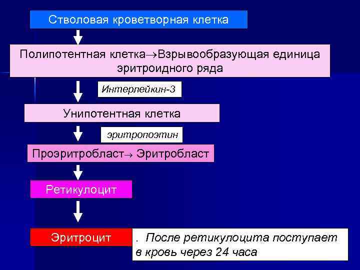 Стволовая кроветворная клетка Полипотентная клетка Взрывообразующая единица эритроидного ряда Интерлейкин-3 Унипотентная клетка эритропоэтин Проэритробласт
