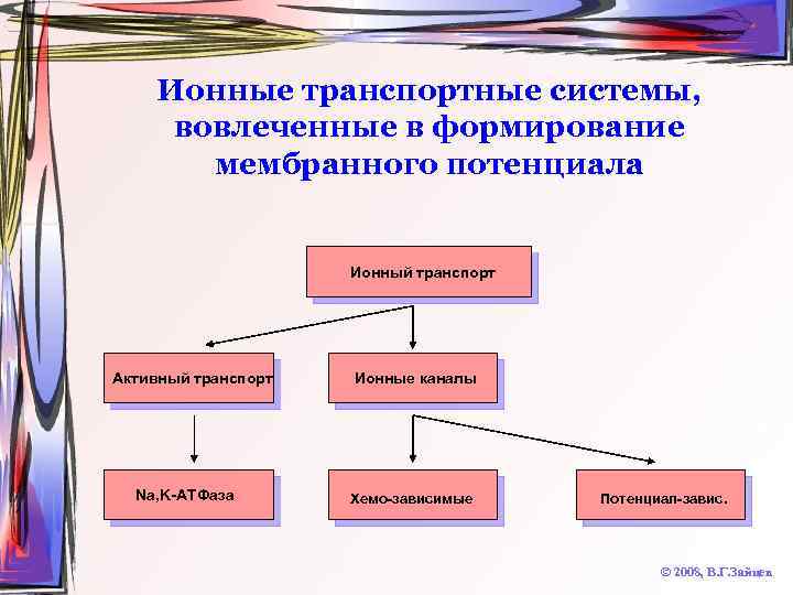 Ионные транспортные системы, вовлеченные в формирование мембранного потенциала Ионный транспорт Активный транспорт Na, K-АТФаза