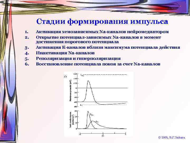 Стадии формирования импульса 1. 2. 3. 4. 5. 6. Активация хемозависимых Na-каналов нейромедиатором Открытие