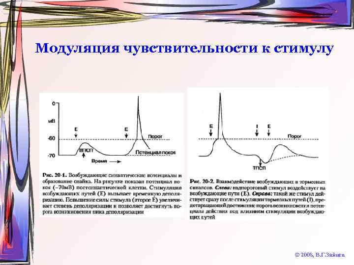 Модуляция чувствительности к стимулу © 2008, В. Г. Зайцев 