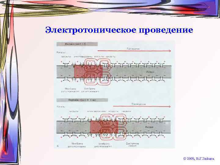 Электротоническое проведение © 2008, В. Г. Зайцев 