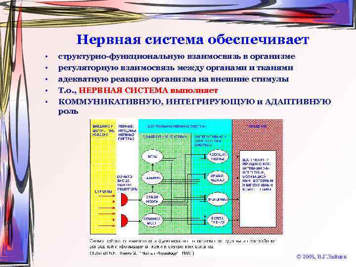 Нервная система обеспечивает • • • структурно-функциональную взаимосвязь в организме регуляторную взаимосвязь между органами