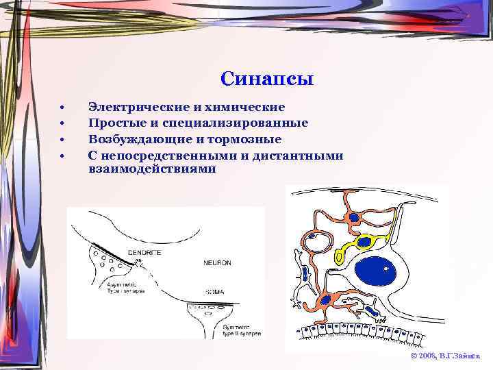Синапсы • • Электрические и химические Простые и специализированные Возбуждающие и тормозные С непосредственными