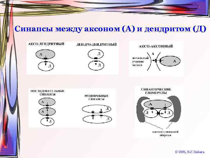 Синапсы между аксоном (А) и дендритом (Д) © 2008, В. Г. Зайцев 