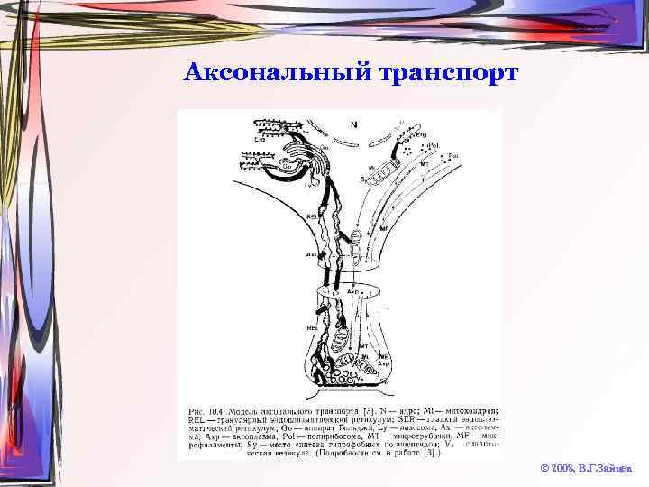 Аксональный транспорт © 2008, В. Г. Зайцев 