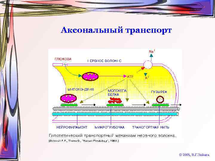 Аксональный транспорт © 2008, В. Г. Зайцев 