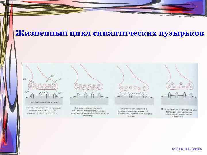 Жизненный цикл синаптических пузырьков © 2008, В. Г. Зайцев 