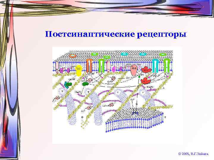 Постсинаптические рецепторы © 2008, В. Г. Зайцев 
