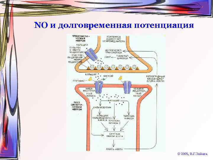 NO и долговременная потенциация © 2008, В. Г. Зайцев 