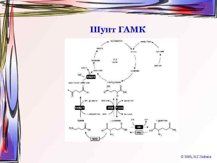 Шунт ГАМК © 2008, В. Г. Зайцев 