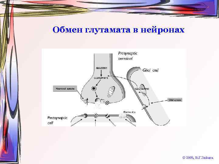 Обмен глутамата в нейронах © 2008, В. Г. Зайцев 