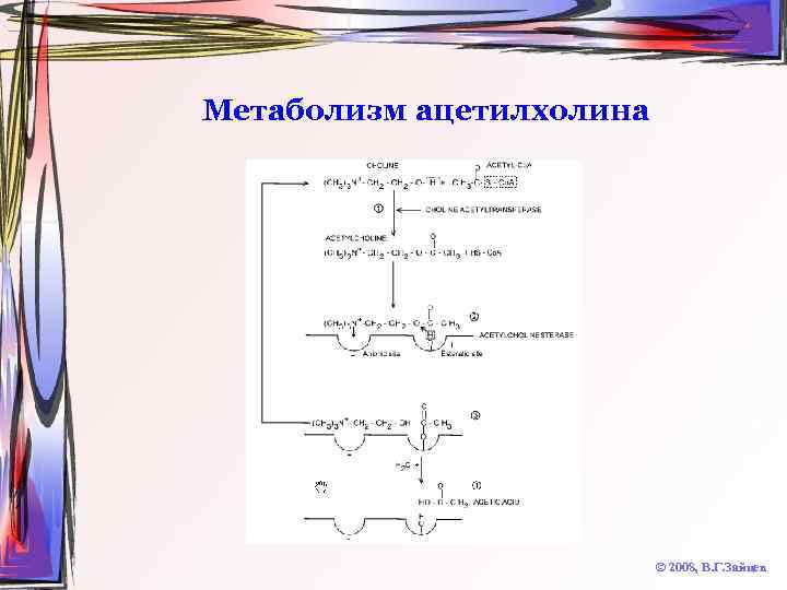 Метаболизм ацетилхолина © 2008, В. Г. Зайцев 