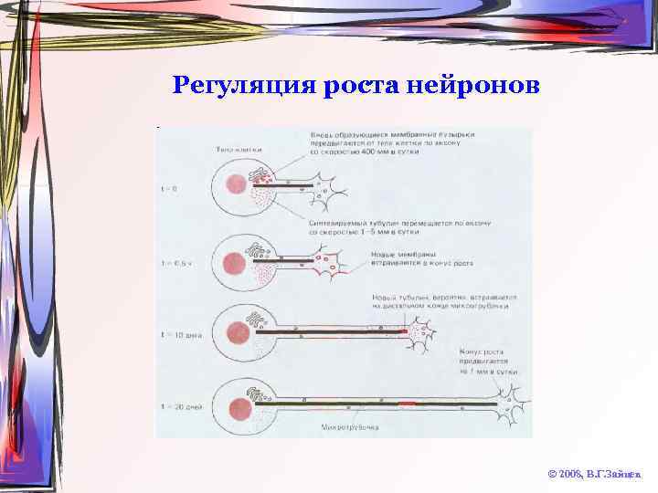 Регуляция роста нейронов © 2008, В. Г. Зайцев 