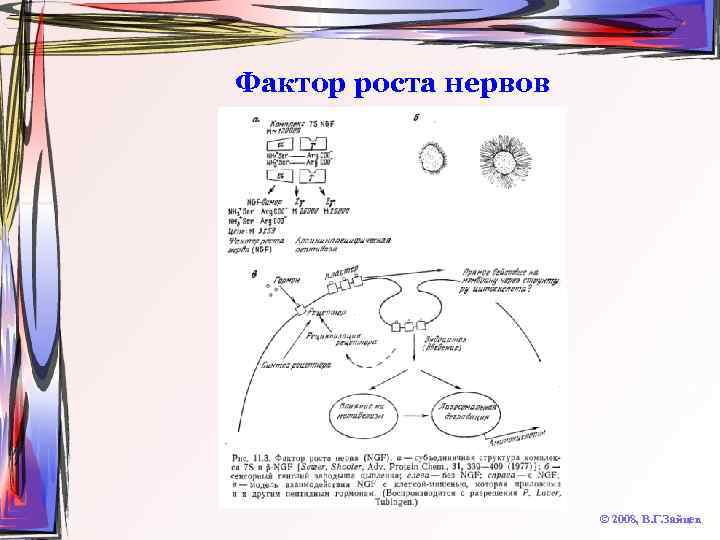 Фактор роста нервов © 2008, В. Г. Зайцев 