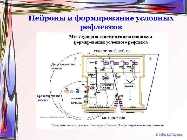Нейроны и формирование условных рефлексов © 2008, В. Г. Зайцев 