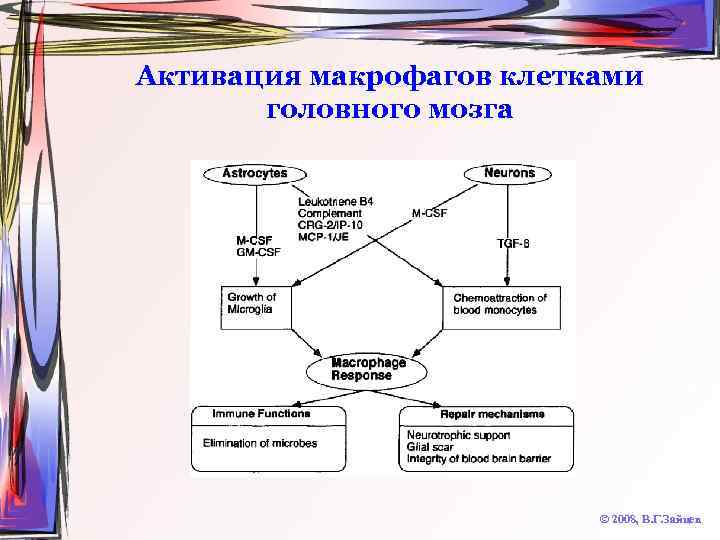 Активация макрофагов клетками головного мозга © 2008, В. Г. Зайцев 