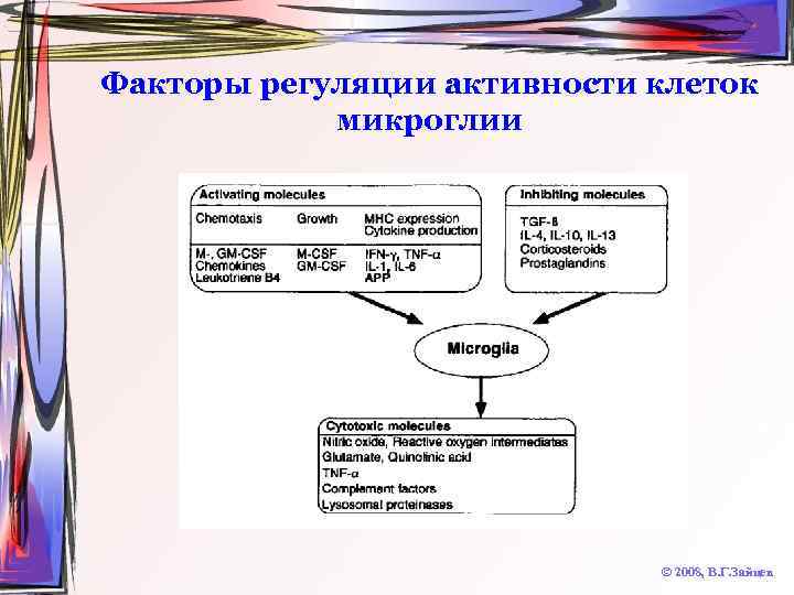 Факторы регуляции активности клеток микроглии © 2008, В. Г. Зайцев 
