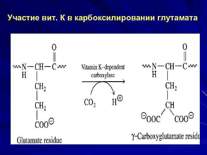 Участие вит. К в карбоксилировании глутамата 