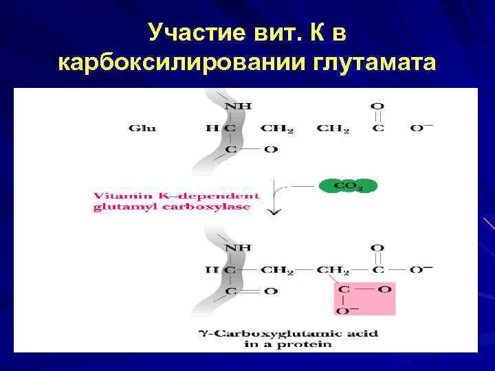 Участие вит. К в карбоксилировании глутамата 