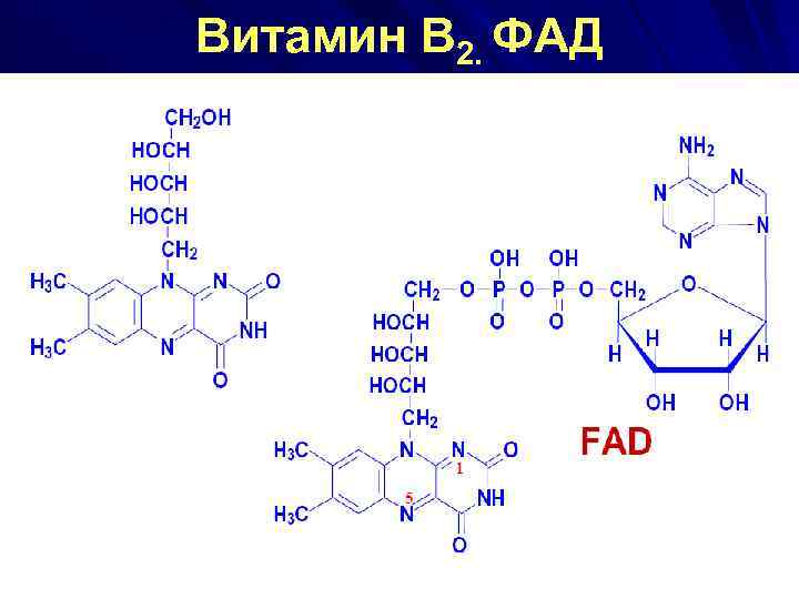 Витамин В 2. ФАД 