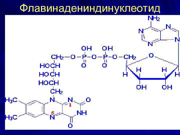 Флавинадениндинуклеотид 