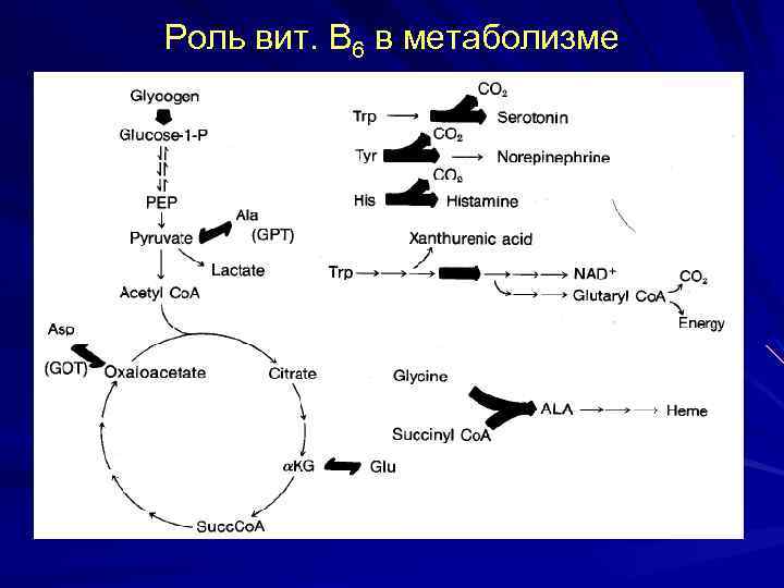 Роль вит. В 6 в метаболизме 