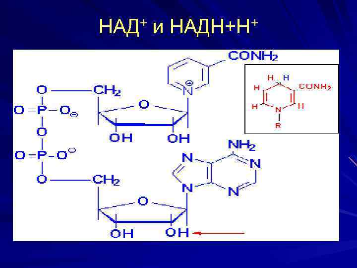 НАД+ и НАДН+Н+ 