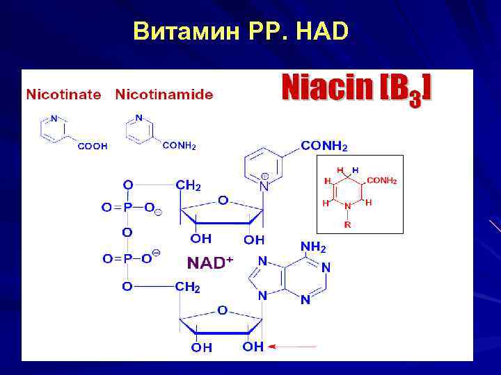 Витамин РР. НАD 