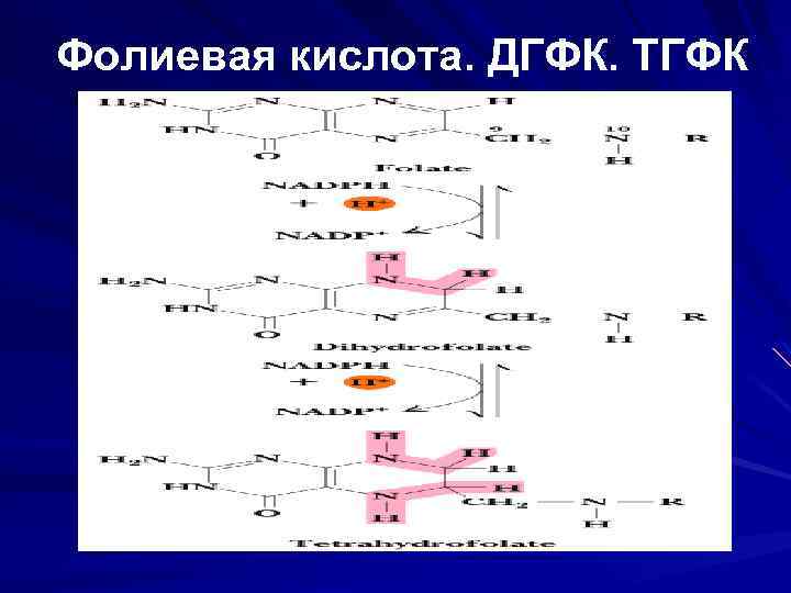 Фолиевая кислота. ДГФК. ТГФК 