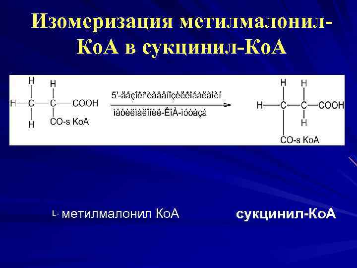 Изомеризация метилмалонил. Ко. А в сукцинил-Ко. А L- метилмалонил Ко. А сукцинил-Ко. А 