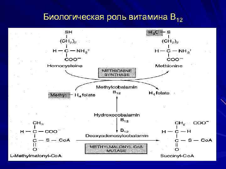 Биологическая роль витамина В 12 