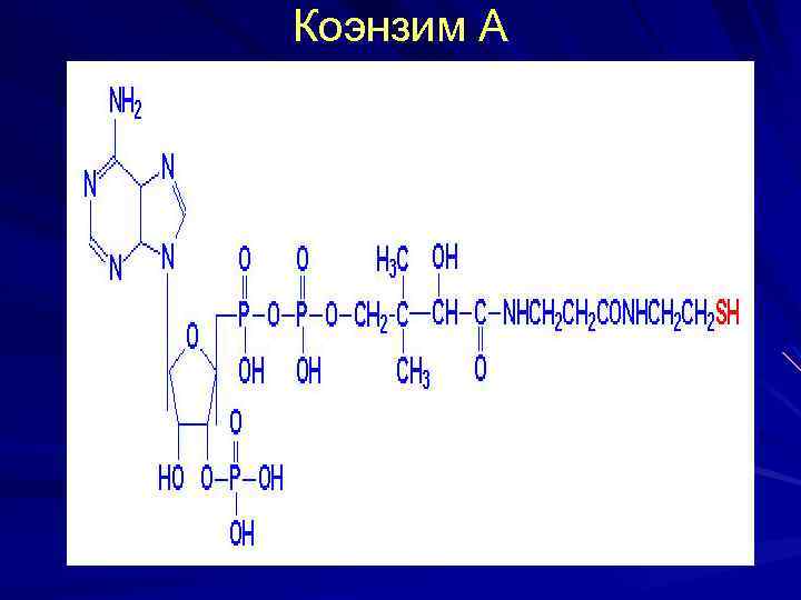 Коэнзим А 