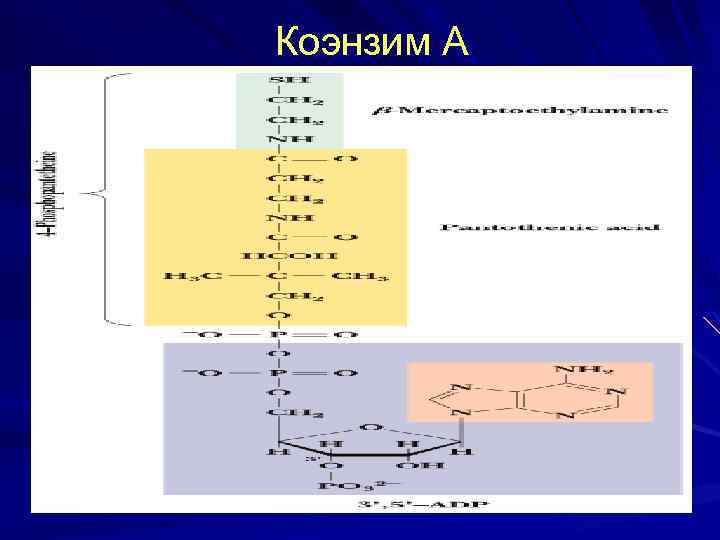 Коэнзим А 