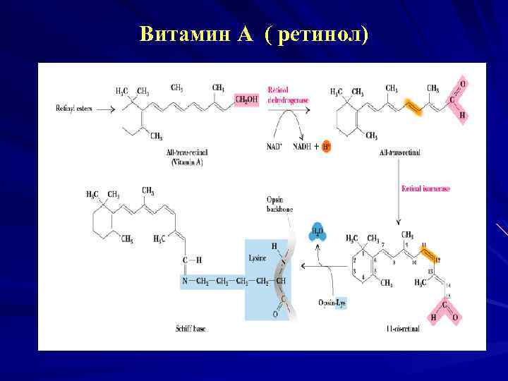 Витамин А ( ретинол) 