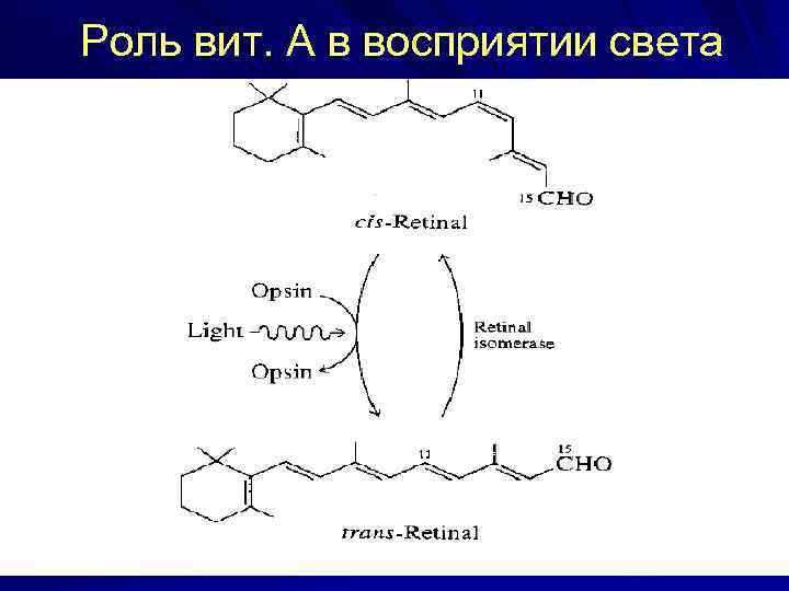 Роль вит. А в восприятии света 