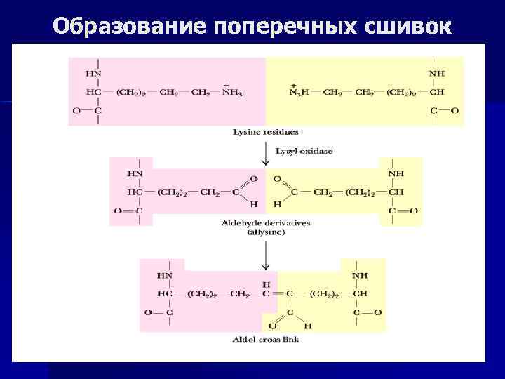 Образование поперечных сшивок 